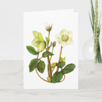 Christmas Rose Card