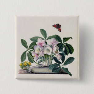 Christmas Rose (Helleborus niger) and Winter Aconi 15 Cm Square Badge
