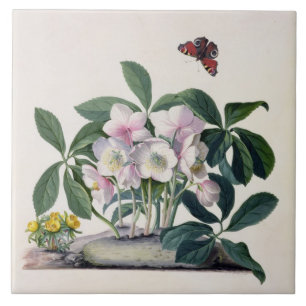 Christmas Rose (Helleborus niger) and Winter Aconi Ceramic Tile