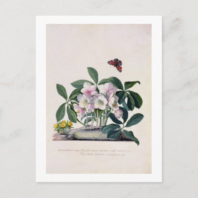 Christmas Rose (Helleborus niger) and Winter Aconi Holiday Postcard (Front)