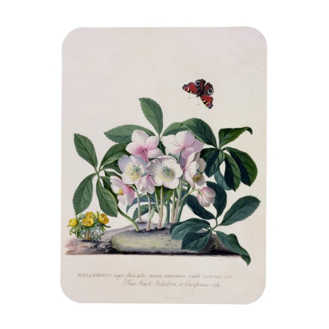 Christmas Rose (Helleborus niger) and Winter Aconi Magnet (Vertical)