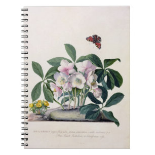 Christmas Rose (Helleborus niger) and Winter Aconi Notebook