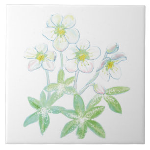 Christmas rose, Helleborus niger Illustration   Ceramic Tile