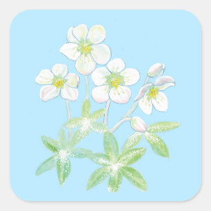 Christmas rose, Helleborus niger Illustration  Squ Square Sticker