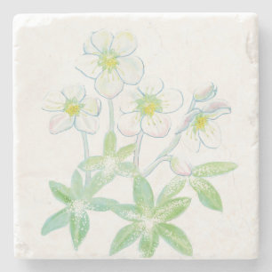 Christmas rose, Helleborus niger Illustration Stone Coaster