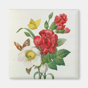 Christmas Rose, Helleborus niger Magnet