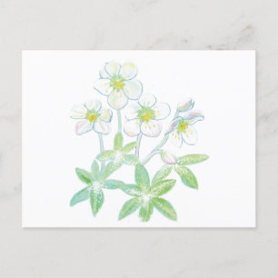 Christmas rose, Helleborus niger   Postcard