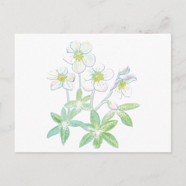 Christmas rose, Helleborus niger   Postcard (Front)