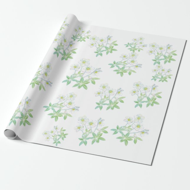 Christmas rose, Helleborus niger   Wrapping Paper (Unrolled)