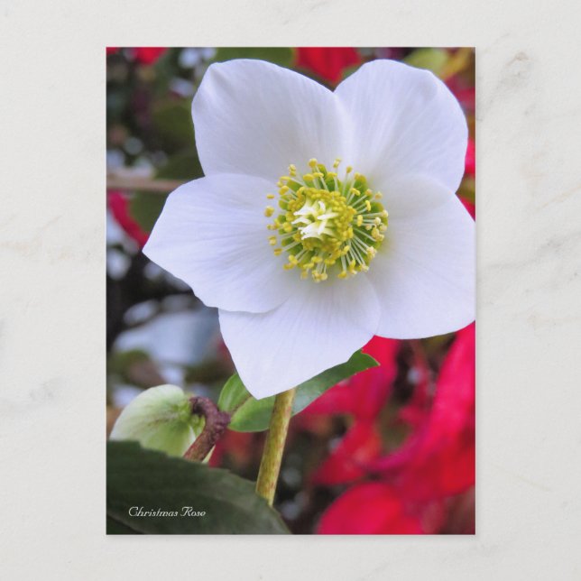 Christmas Rose [Postcard] Postcard (Front)