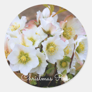 Christmas Rose [Round Seal] Classic Round Sticker
