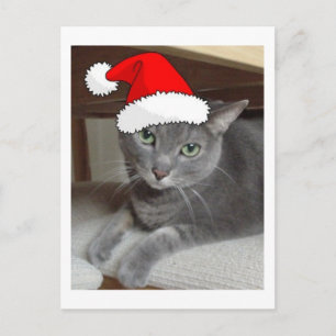 Christmas Russian Blue Grey Cat Holiday Postcard