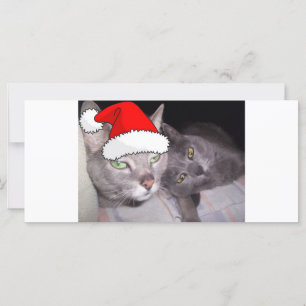 Christmas Russian Blue Grey Cats