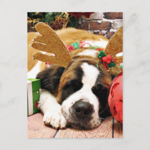 Christmas - Saint Bernard - Blue Holiday Postcard