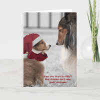 Christmas Shelties