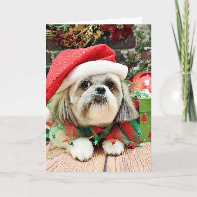 Christmas - Shih Tzu - Gizmo Holiday Card (Front)