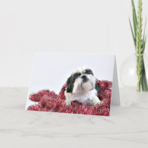Christmas Shih Tzu Holiday Card
