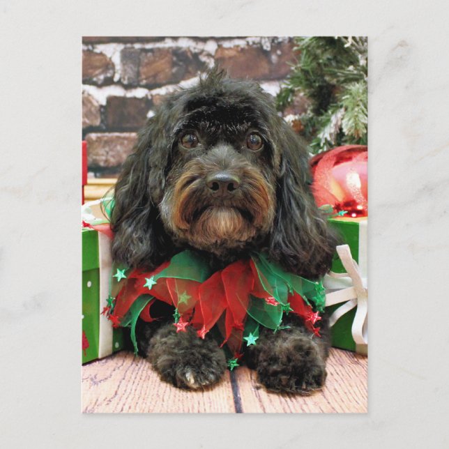 Christmas - Shih Tzu X - Bella Holiday Postcard (Front)
