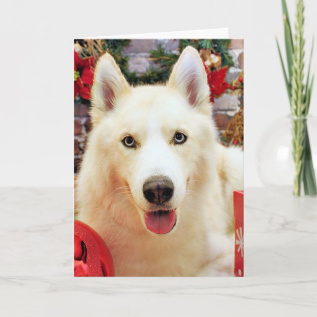 Christmas - Siberian Husky - Teagarden Portraits Holiday Card (Front)
