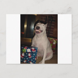 christmas smile bull terrier holiday postcard