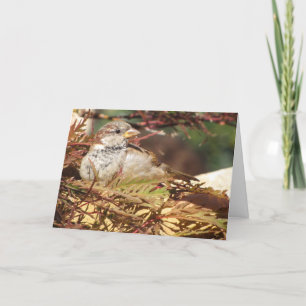 Christmas Sparrow - Peace and Love - Bird Card