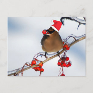 christmas Sparrows on a tree branch Holiday Postcard