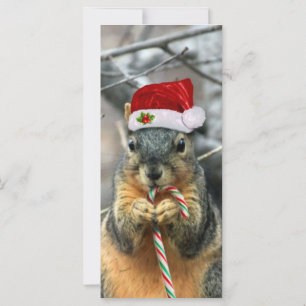 Christmas Squirrel