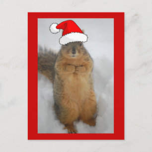 Christmas Squirrel Holiday Postcard