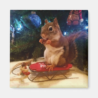 Christmas Squirrel Magnet