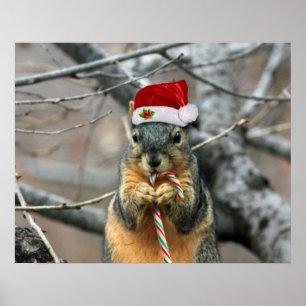 Christmas Squirrel Poster