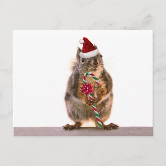 Christmas Squirrel with Candy Cane Holiday Postcard (Front)