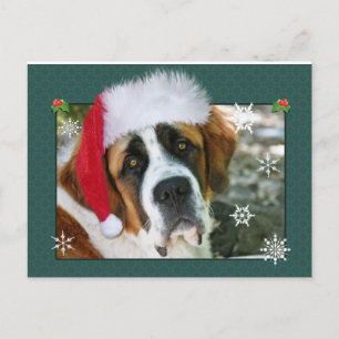 Christmas St. Bernard Dog Photo Holiday Postcard
