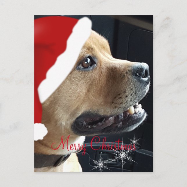 Christmas Staffordshire Bull Terrier Holiday Postcard (Front)