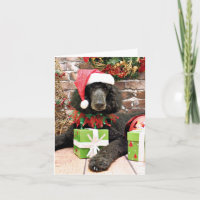 Christmas - Standard Poodle - Bronco