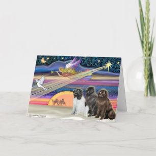 Christmas Star - Newfoundland (three) Holiday Card