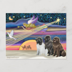 Christmas Star - Newfoundland (three) Holiday Postcard