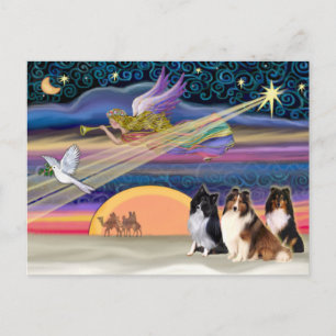 Christmas Star - Shetland Sheepdogs Holiday Postcard