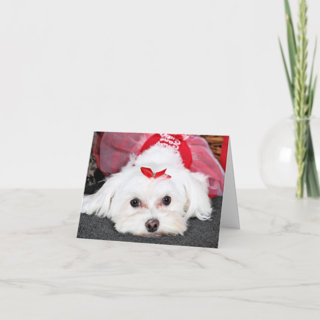 Christmas - Tinkerbell - Maltese Holiday Card (Front)