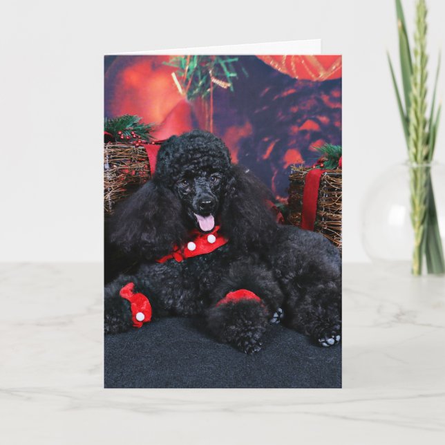 Christmas - Toby - Poodle Holiday Card (Front)