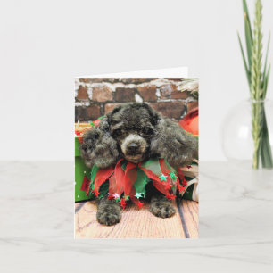 Christmas - Toy Poodle - Annie Holiday Card
