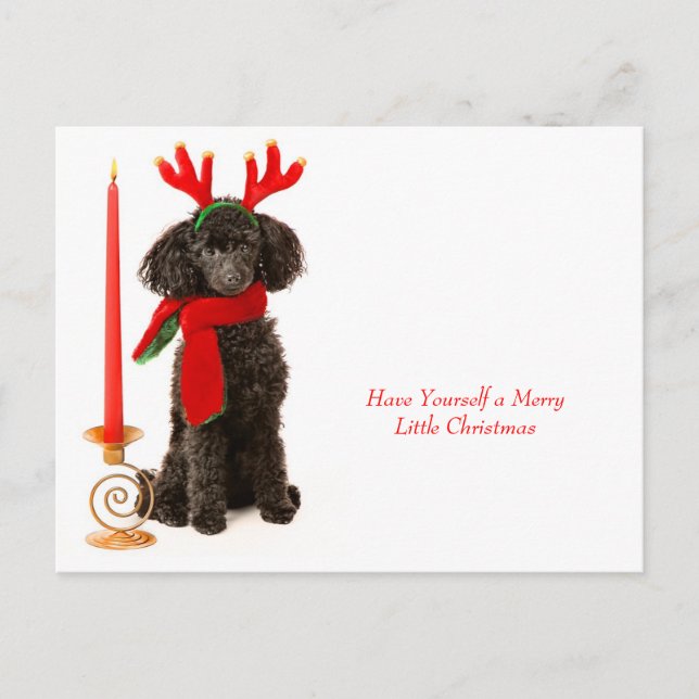 Christmas Toy Poodle Dog Holiday Postcard (Front)