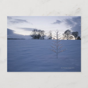 Christmas tree holiday postcard