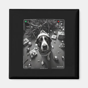 Christmas Treeing Walker Coonhound Caught On Camer Magnet