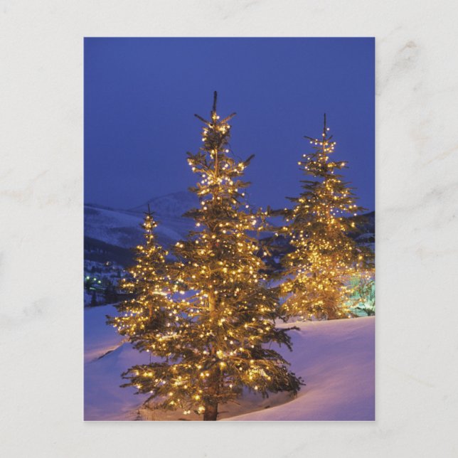 Christmas trees, Park City, Wastch Mountains, 2 Holiday Postcard (Front)