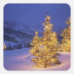 Christmas trees, Park City, Wastch Mountains, Square Sticker