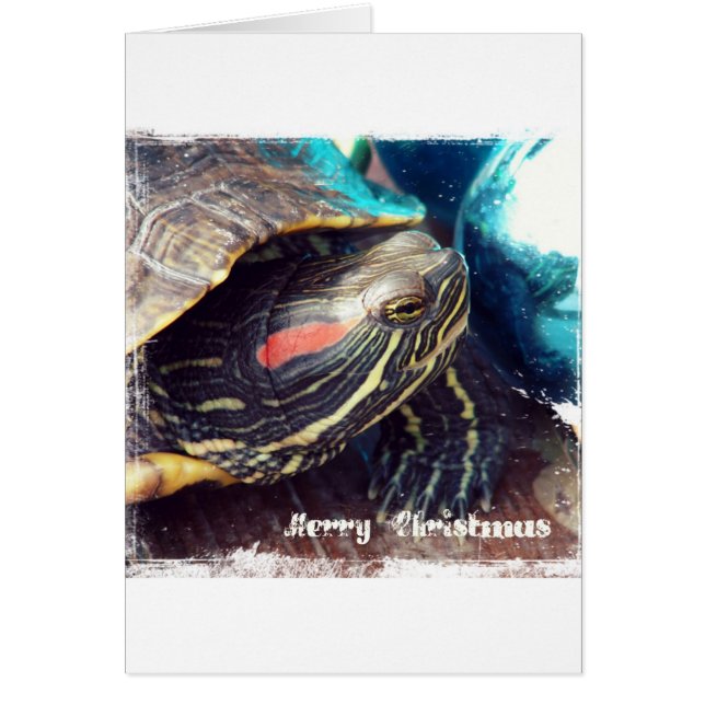 Christmas Turtle (Front)