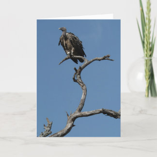 Christmas Vulture Holiday Card