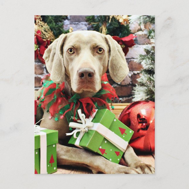 Christmas - Weimaraner - Lucy Holiday Postcard (Front)
