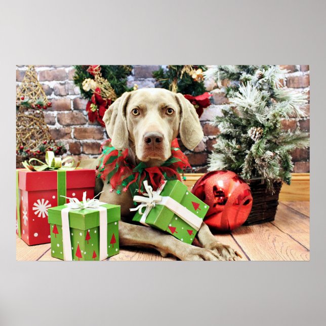 Christmas - Weimaraner - Lucy Poster (Front)