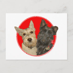 Christmas Wheaten & Black Scotties Holiday Postcard